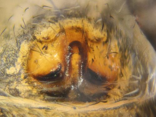 Pellenes nigrociliatus